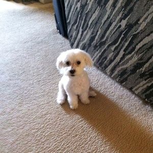 Meet your Posher, Crystal